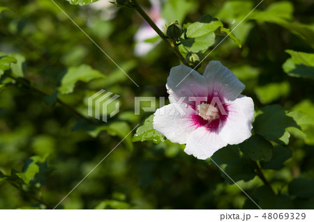 ムクゲ 48069329