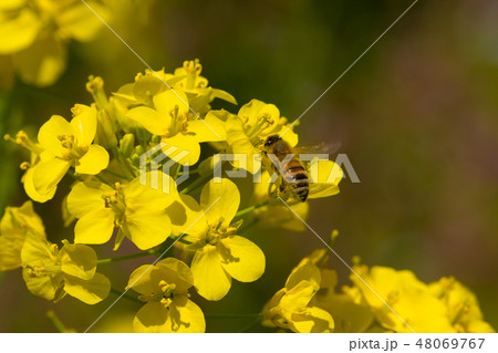 信州　菜の花畑 48069767