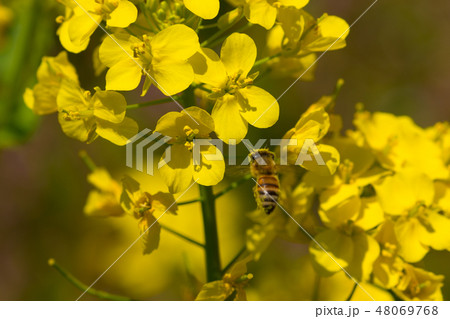 信州　菜の花畑 48069768