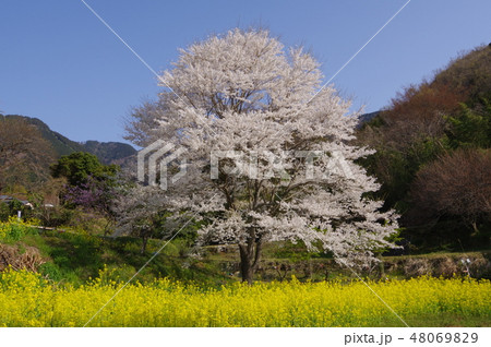 秦野市の薄墨桜 48069829
