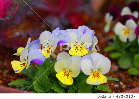 可愛らしく固まって咲くビオラの花 可愛らしく固まって咲くビオラの花 48070107