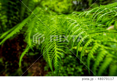 Green fern leaves in a close up shot 48070117