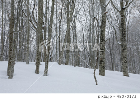 厳寒のブナの森ー癒しの森 福島県只見町 厳寒のブナの森ー癒しの森 福島県只見町 48070173