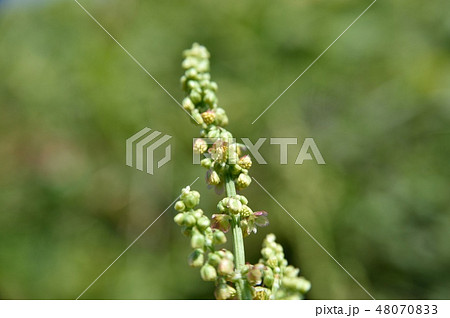 スイバの雄花 48070833