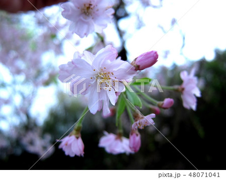 花開く季節 48071041