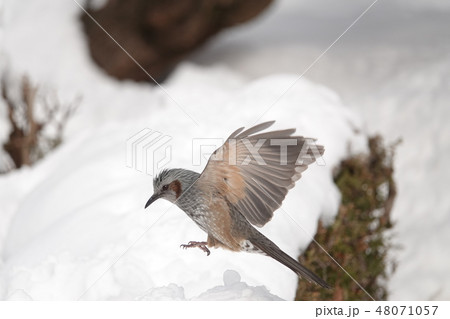 里塚のヒヨドリ 48071057