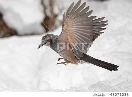 里塚のヒヨドリ 48071058