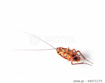 Turn over cockroach isolate on white background Turn over cockroach isolate on white background 48071175