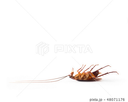 Turn over cockroach isolate on white background 48071176