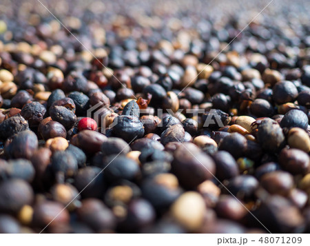 Close-up dried coffee berries group 48071209