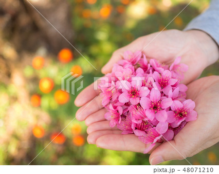 Wild Himalayan Cherry flowers on woman hands 48071210