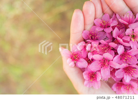 Wild Himalayan Cherry flowers on woman hands 48071211