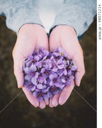 Wild Himalayan Cherry flowers on woman hands Wild Himalayan Cherry flowers on woman hands 48071214