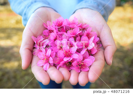 Wild Himalayan Cherry flowers on woman hands 48071216