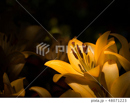 Yellow lily in low key tone Yellow lily in low key tone 48071223