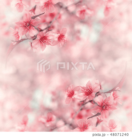 Sakura of Thailand on blurred bokeh background 48071240