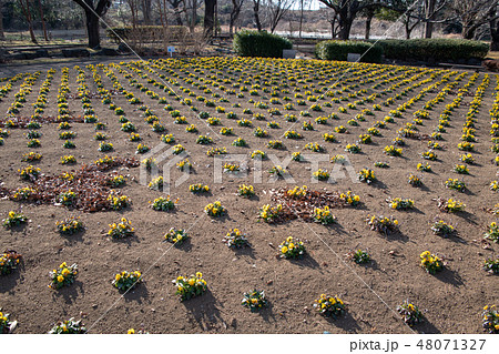 大宮花の丘農林公苑 花壇　冬景色 48071327