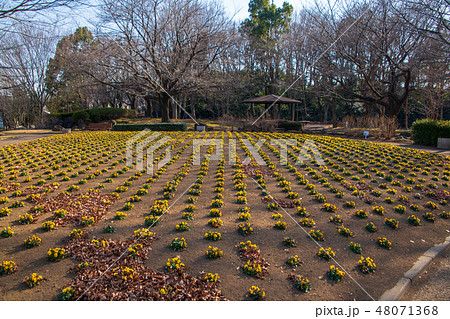 大宮花の丘農林公苑 花壇 冬景色 大宮花の丘農林公苑 花壇 冬景色 48071368