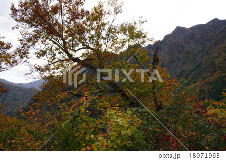 秋の雨飾山 48071963