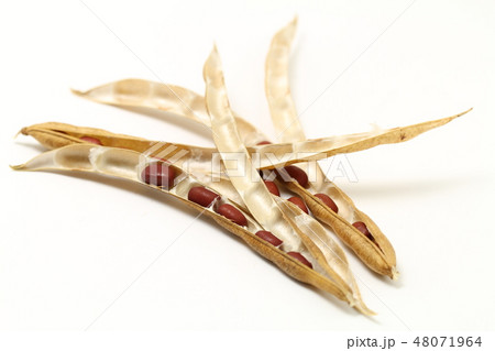 豆、あずきの実とサヤのアップ、家庭菜園 48071964