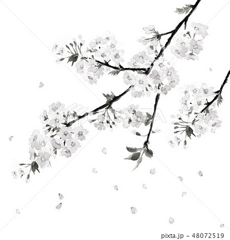 桜 さくら 花吹雪 満開 水墨画 モノトーンのイラスト素材