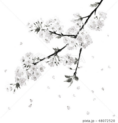 桜 さくら 花吹雪 満開 水墨画 モノトーンのイラスト素材