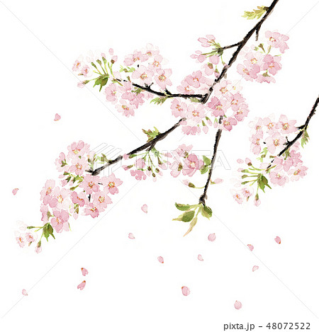 桜 さくら 花吹雪 満開 水彩のイラスト素材 48072522 Pixta