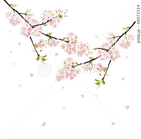 桜 さくら 花吹雪 満開 のイラスト素材