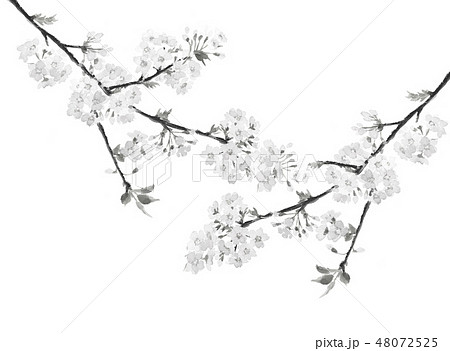 桜 さくら 満開 水墨画 モノトーンのイラスト素材