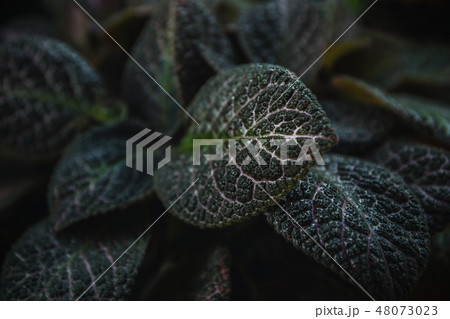 Green leaves nature background concept creative Green leaves nature background concept creative 48073023