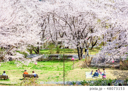 埼玉　越生　春のさくらの山公園 48073153