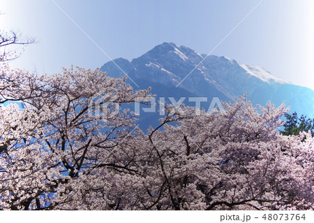 甲斐駒ヶ岳と桜 甲斐駒ヶ岳と桜 48073764