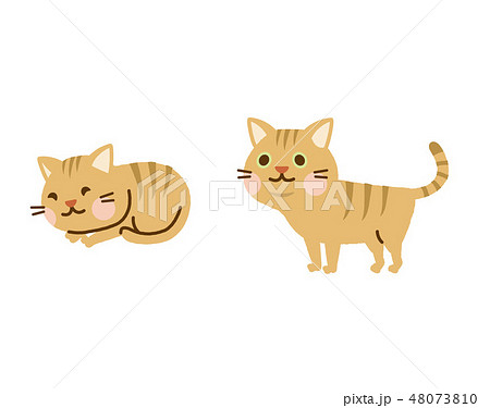 猫　セット 48073810