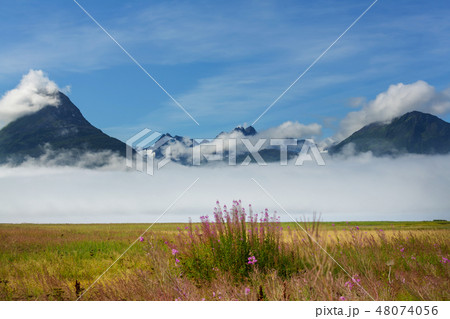 Meadow on Alaska 48074056