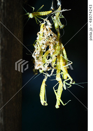 ハラビロカマキリ孵化 48074243