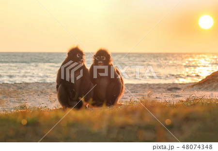 Monkey sitting on the beach with the sunlight  48074348