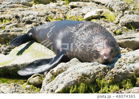 Sleeping seal on seacoast rock 48074365