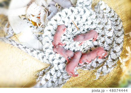 Baby mouse or little newborn rat sleep in rat nest Baby mouse or little newborn rat sleep in rat nest 48074444