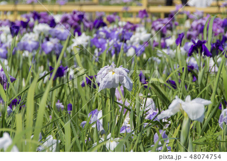 庄内緑地公園の花菖蒲／愛知県名古屋市 48074754