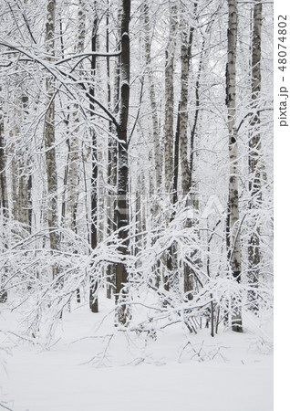 Winter landscape with a park 48074802