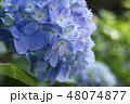 アジサイ 48074877