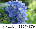 アジサイ 48074879