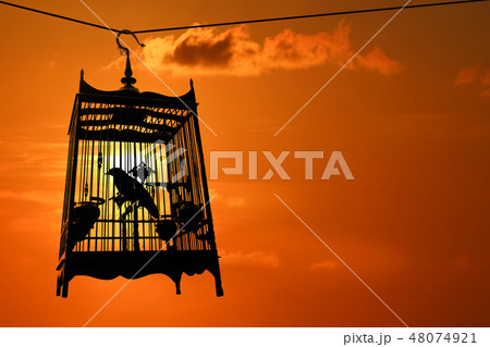 Silhouette of Bird in the cage with red sky sunset Silhouette of Bird in the cage with red sky sunset 48074921