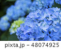 アジサイ 48074925