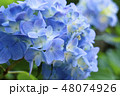 アジサイ 48074926