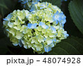 アジサイ 48074928