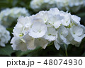 アジサイ 48074930