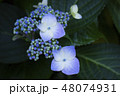 アジサイ 48074931