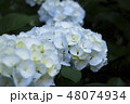 アジサイ 48074934