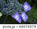 アジサイ 48074979